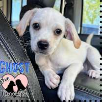 adopt-pet