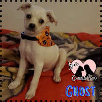 adopt-pet
