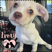 adopt-pet