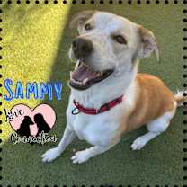 adopt-pet