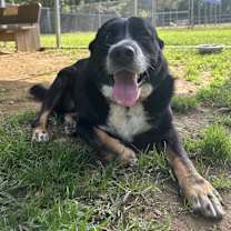 Thumbnail photo of Dolly #1