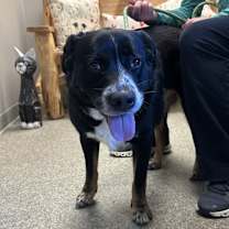 Thumbnail photo of Dolly #3