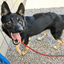 adopt-pet