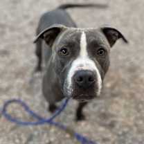 adopt-pet