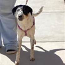 adopt-pet