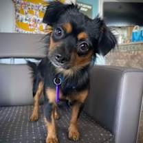 adopt-pet