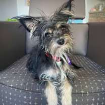 adopt-pet