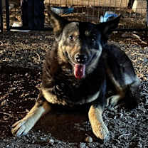 adopt-pet