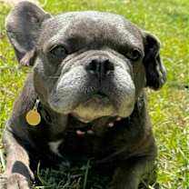 Thumbnail photo of Pickles #2