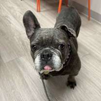 Thumbnail photo of Pickles #3