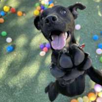 adopt-pet