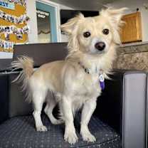 adopt-pet