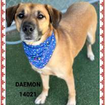 Thumbnail photo of DAEMON #4