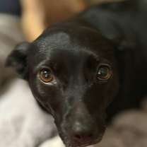 Thumbnail photo of Lady Diana - Courtesy Post - Foster or Adopt Me! #1