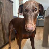 Thumbnail photo of Priscilla #2