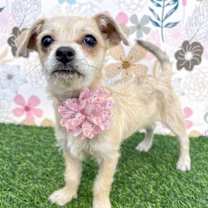 Thumbnail photo of Tia #4