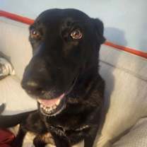 Thumbnail photo of Luna Bell #1