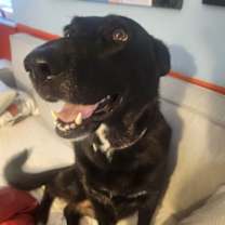 Thumbnail photo of Luna Bell #4