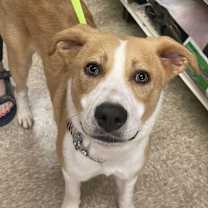 Thumbnail photo of ROWAN #4