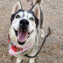 adopt-pet