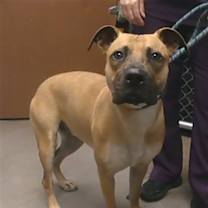 adopt-pet