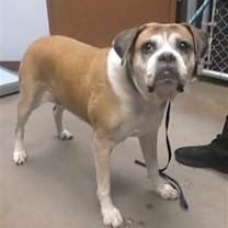 adopt-pet