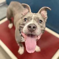 adopt-pet