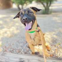 adopt-pet