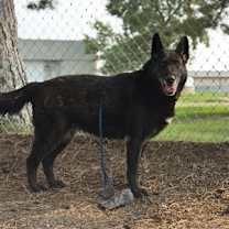 Thumbnail photo of Eragon #1