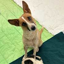 Thumbnail photo of Donna - in foster! #2