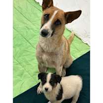 Thumbnail photo of Donna - in foster! #3