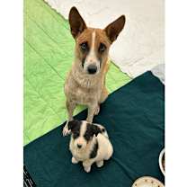 Thumbnail photo of Donna - in foster! #4