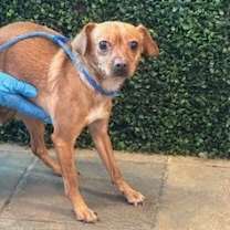 Thumbnail photo of Buffy* #2