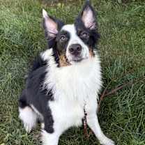 Thumbnail photo of Moxie #3