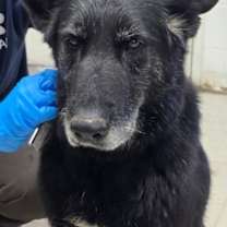 Thumbnail photo of Eragon #3