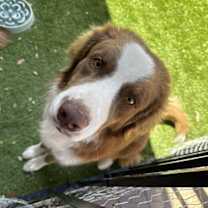 adopt-pet