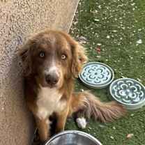 adopt-pet