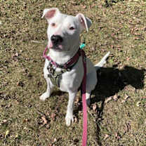 adopt-pet