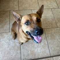 Thumbnail photo of Ozzy #3