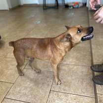 Thumbnail photo of Ozzy #4