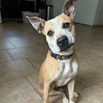 Thumbnail photo of Pearl #1