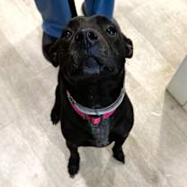 Thumbnail photo of Duchess #3