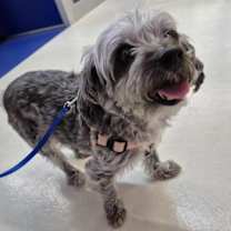 adopt-pet