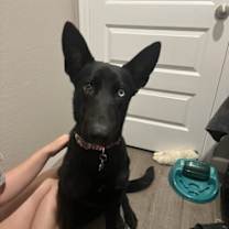 adopt-pet