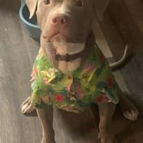 adopt-pet