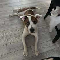 Thumbnail photo of Aggie #1