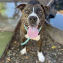 adopt-pet