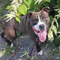 Thumbnail photo of Cojack #1