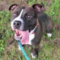 Thumbnail photo of Cojack #2