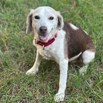 Thumbnail photo of Scarlett #1